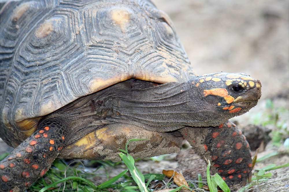 Red-footed tortoise