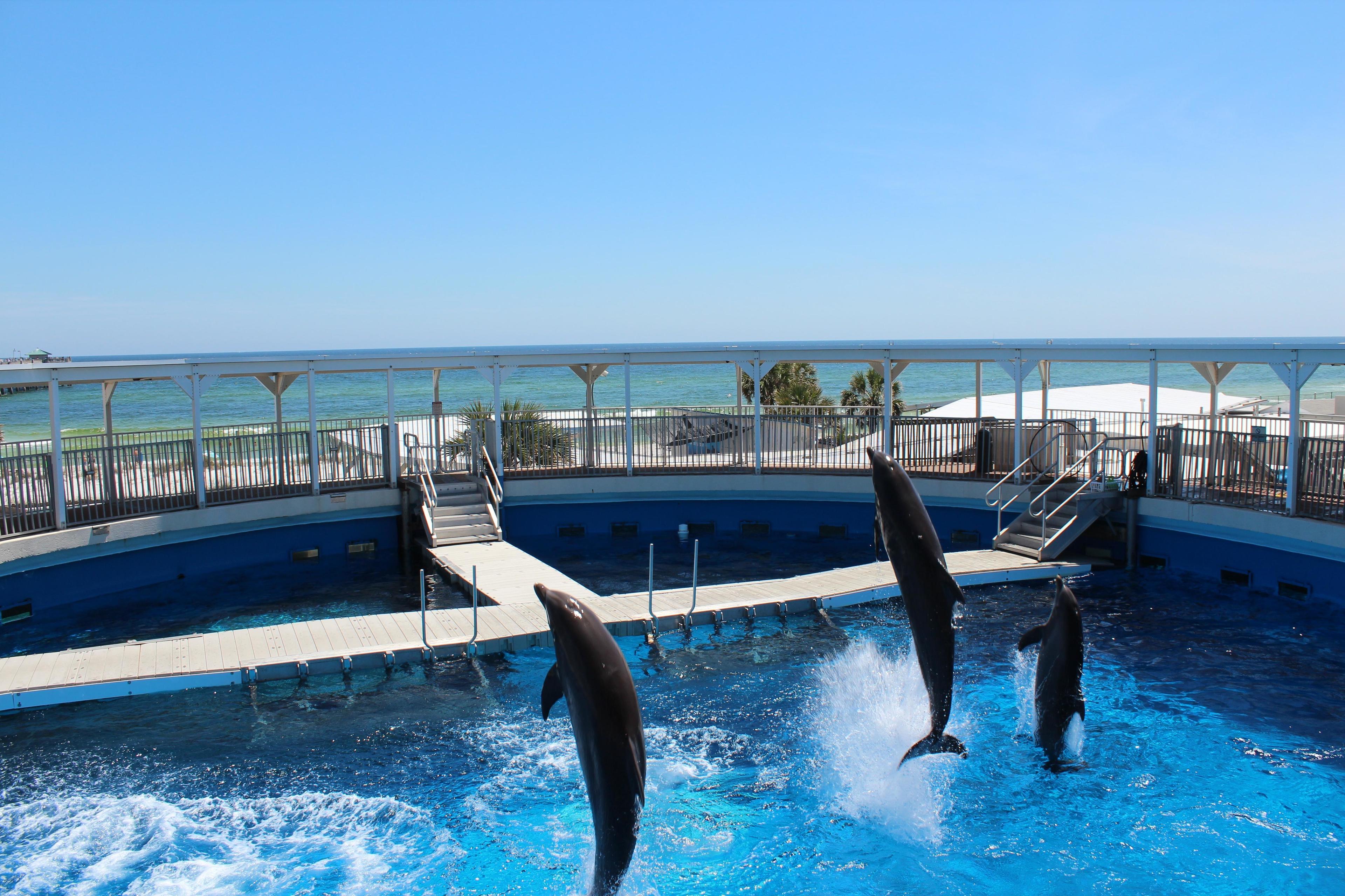 Dolphin Show