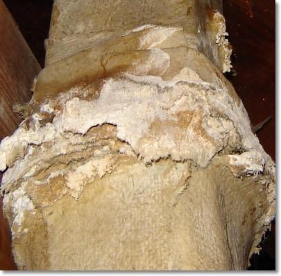 We can accurately and safely identify asbestos. Asbestos should only be handled by certified technicians as it is extremely dangerous if inhaled.