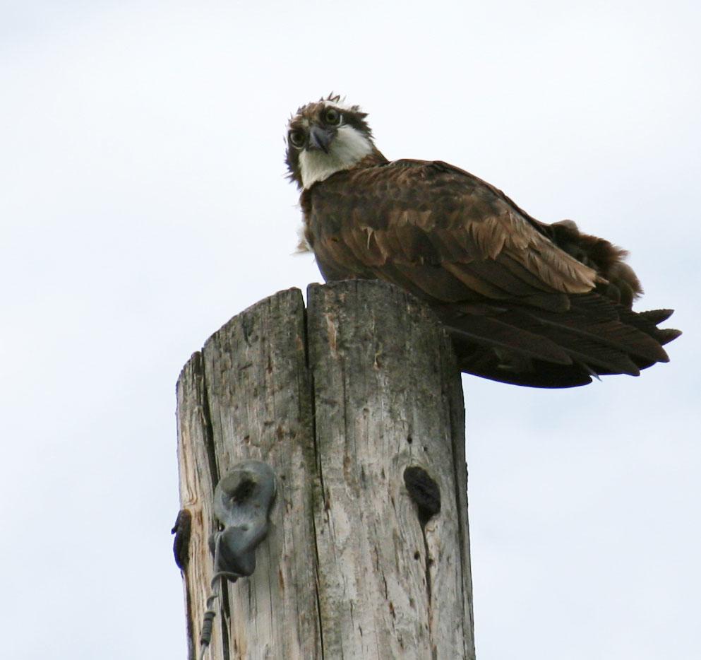 Osprey at Heyburn State Park