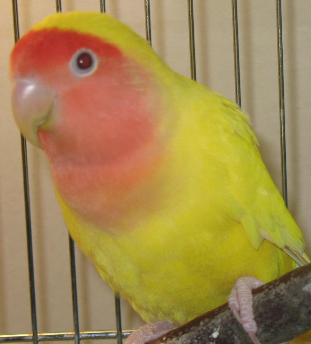 Lutino Lovebird