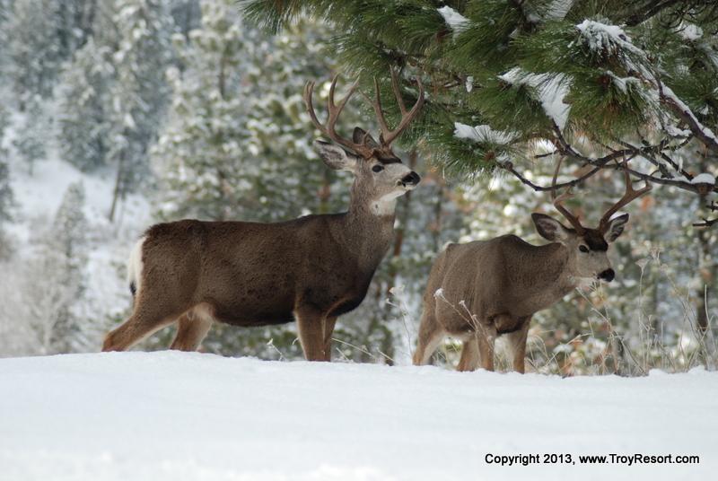 Prime Hunting and Wild Life viewing