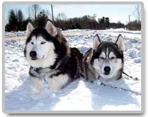 Vet Clinic star client "The Huskies"