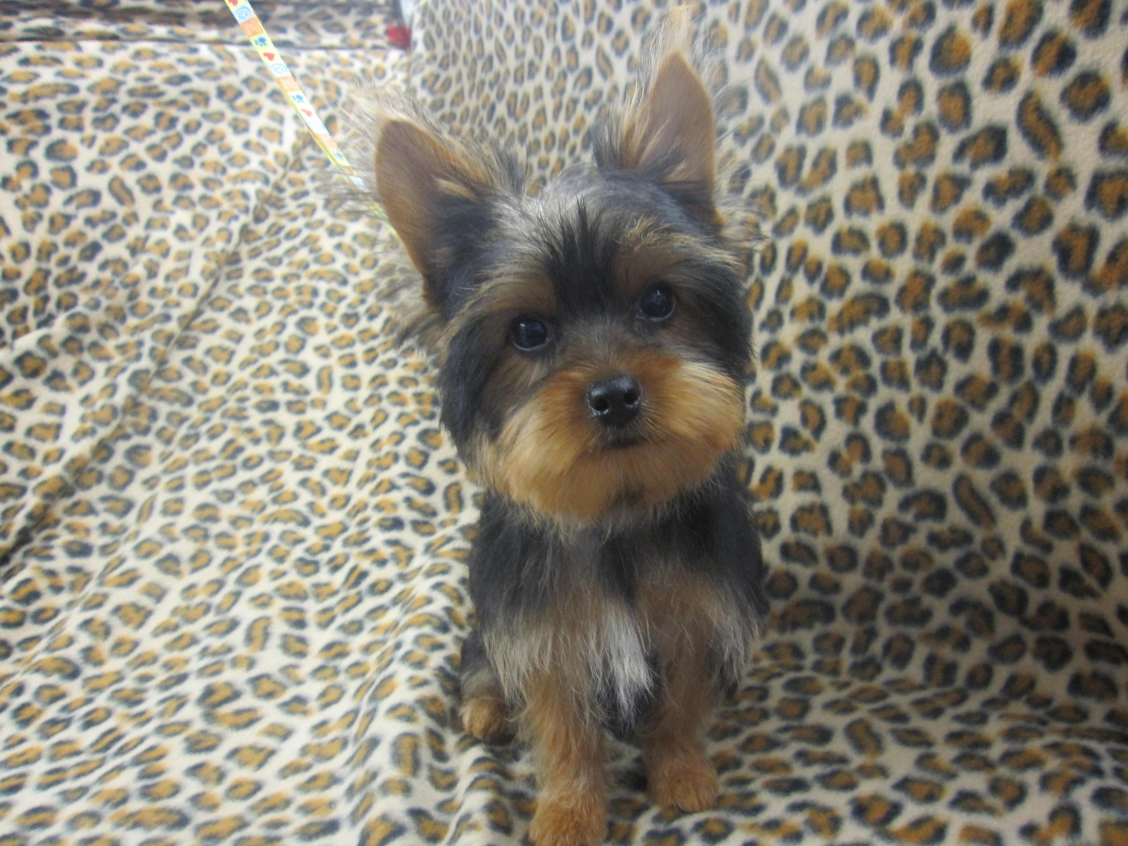 Yorkie