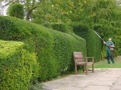 Shrub and hedge grooming