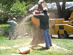 Tree Removal