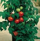 "Our" Famous Patio Tomato!