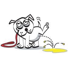 Pet Odor and Stain Solutions