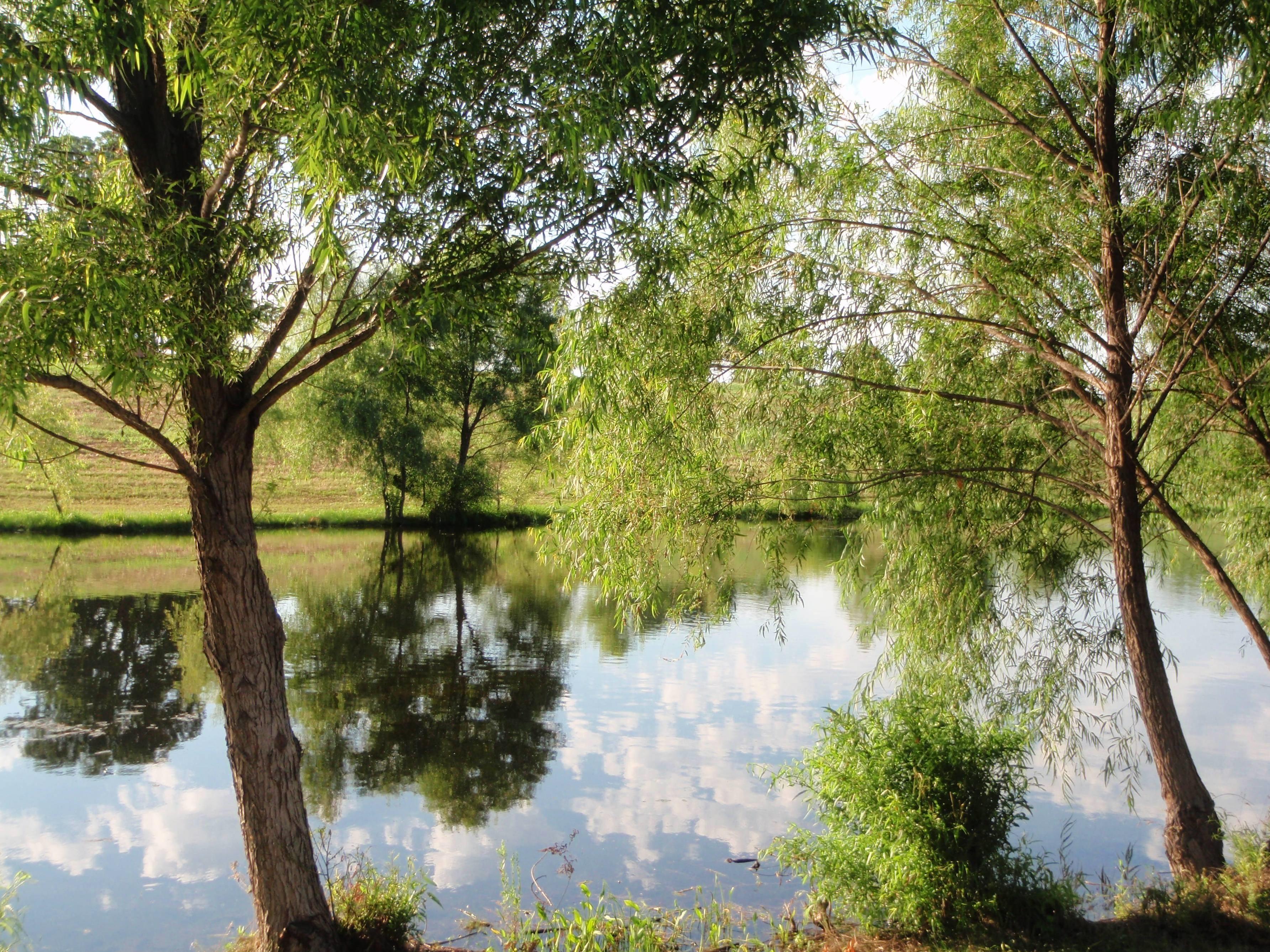 Campbell's Cove Fishing Pond for Guests