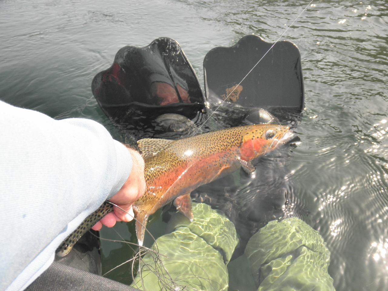 Goodwin Lake Rainbow Trout