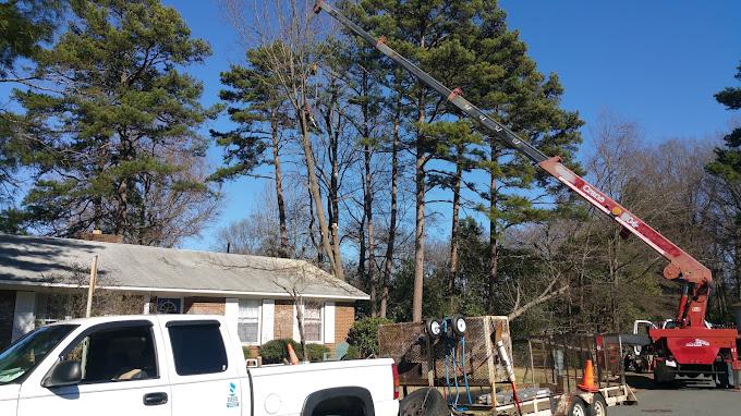 Low Cost Tree Removal & Trim