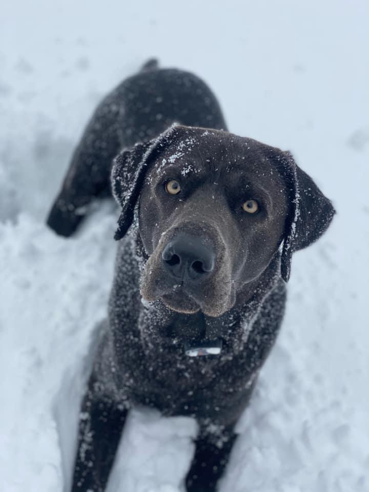 Country Silver Labs