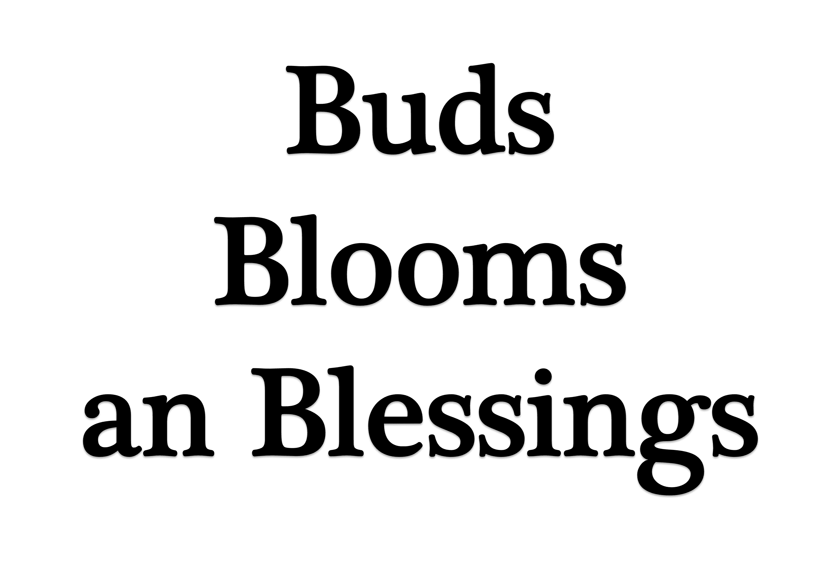 Buds Blooms and Blessings