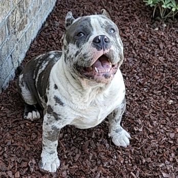 Old Red English Bulldogs Kennel Inc