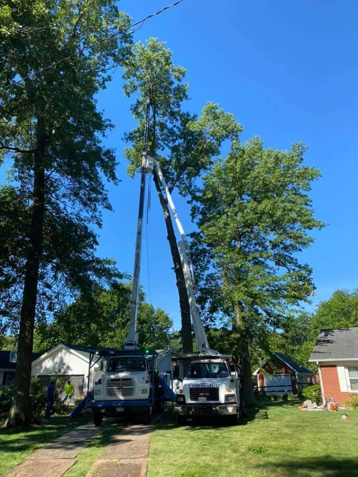 City Tree Service