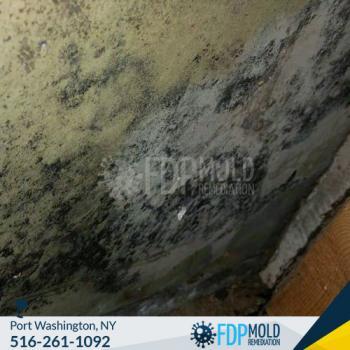 FDP Mold Remediation