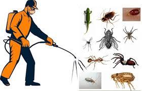 insect Exterminator