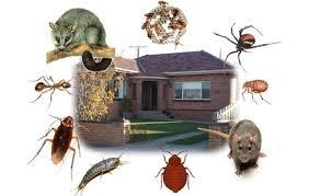 pest control places near me