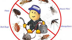 wood termite Treatment