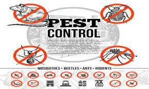 24 hour Emergency Pest Control Near Me