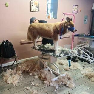 Dog-e Stylez Grooming Salon #2