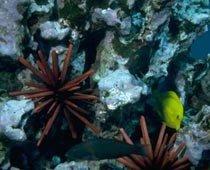 Florida Keys Dive Center