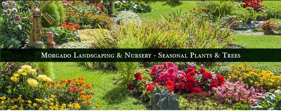 Morgado Landscape & Nursery