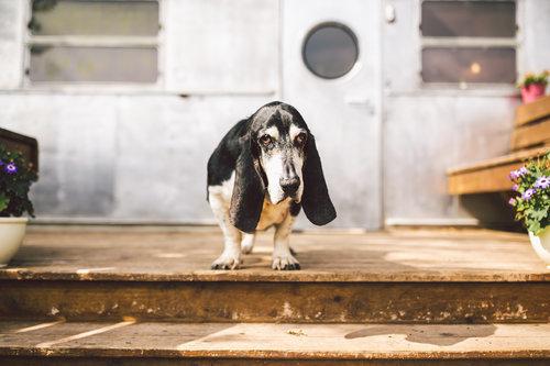 Barking Springs Dog Ranch