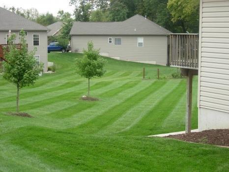 Southern Green Lawn & Shrub Care