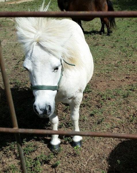 Lewis Mill Ranch