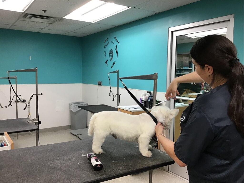 Petco Grooming