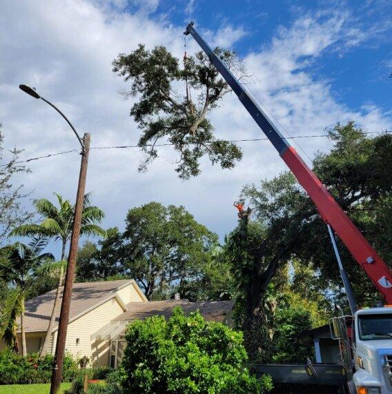 Acorn Tree Service