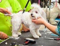 County Line Kennels Boarding & Grooming