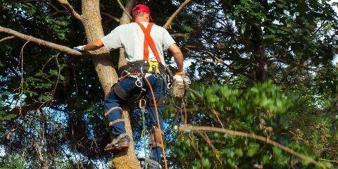 East Coast Tree Experts LLC