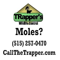 Trapper's Wildlife Control