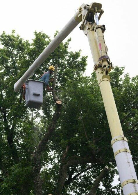 Steve Chapman's Tree Service