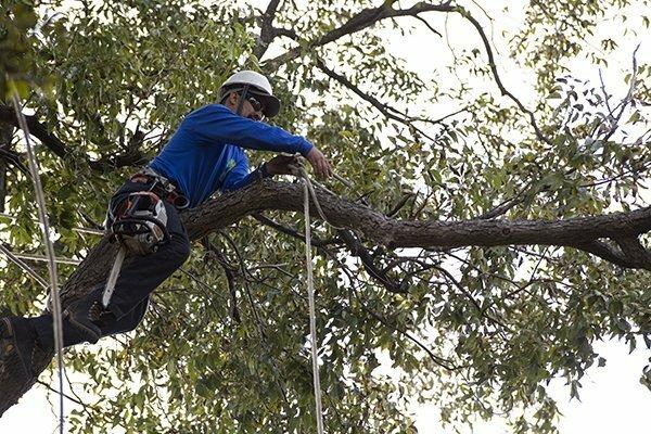 Texas Tree Surgeons