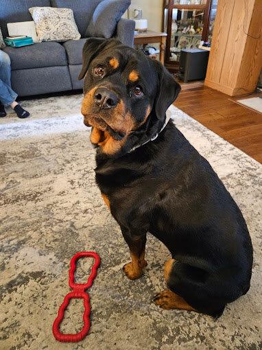 Raber's Rottweilers