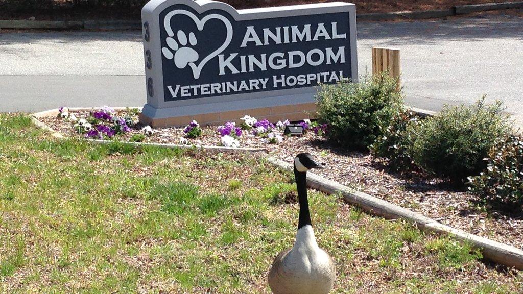 Animal Kingdom Veterinary Hospital