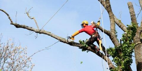 Sperling Tree Service