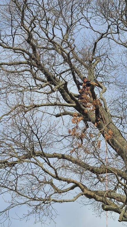 Leo Tree Service