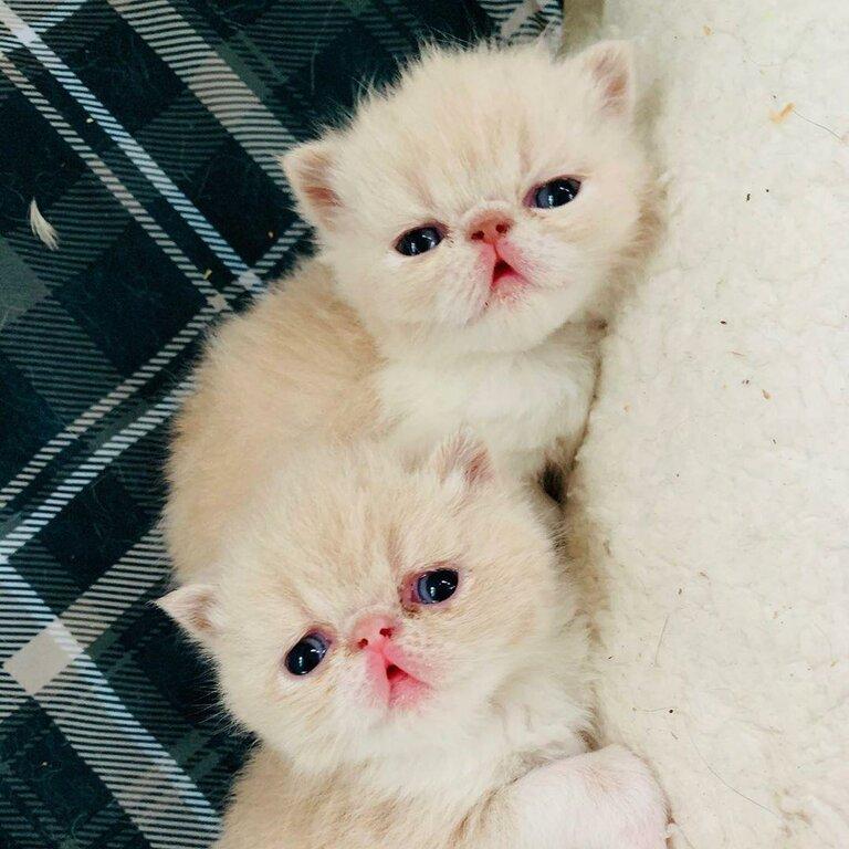 Exotic Shorthair Cattery