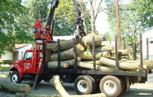 A Cut Above Tree Care