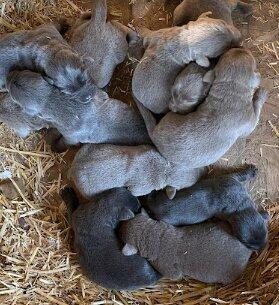 Mountain Labradors