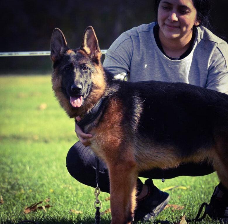 Vom Aariz - German Shepherd Kennel and Training Center