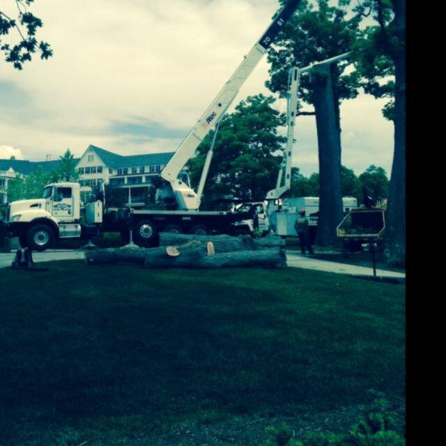 High Peaks Tree Removal