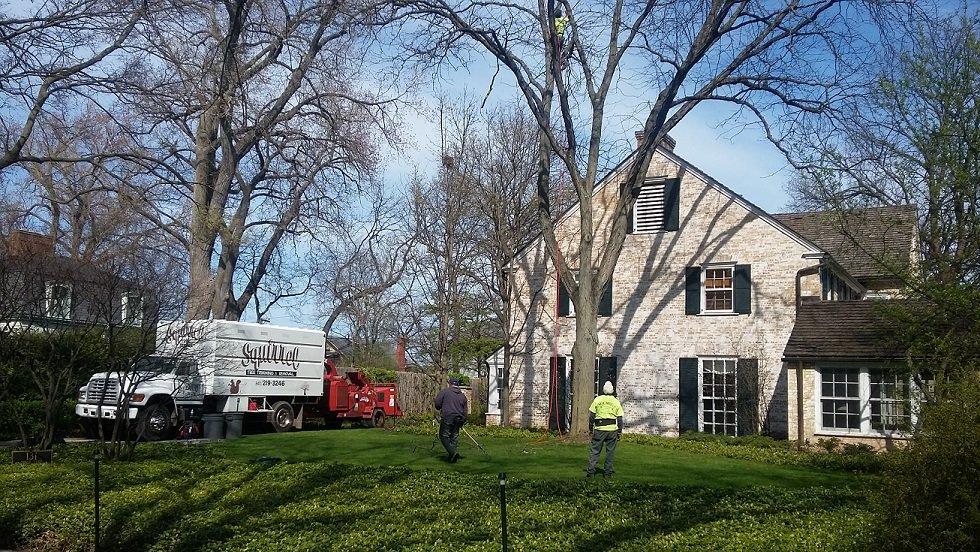 Squirrels Tree Service