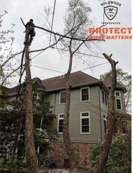 Wildwood Tree Service