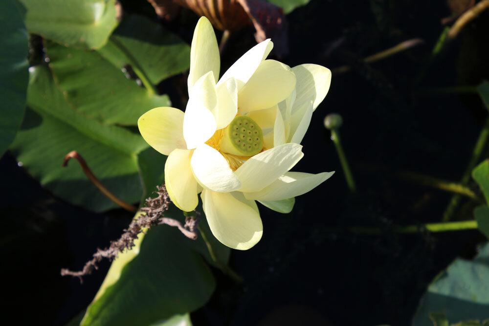 Marsh Landing Adventures/Orlando Airboat Tours