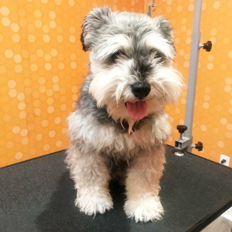 Woof Gang Bakery & Grooming Aventura